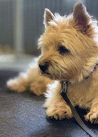 Close-up of dog looking away