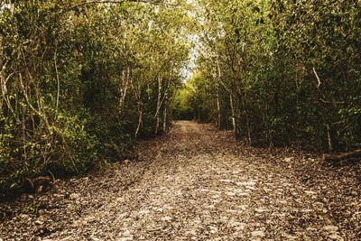 Dirt road amidst trees in forest