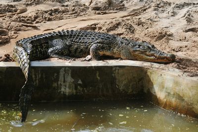 View of crocodile in water