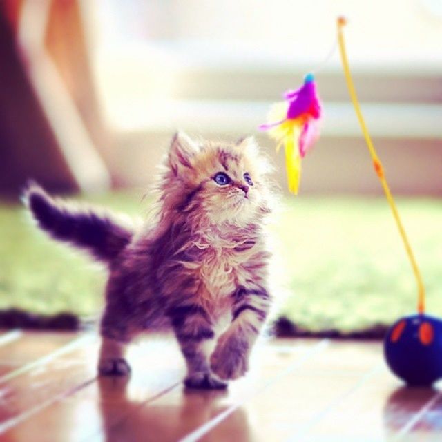 domestic animals, pets, animal themes, one animal, mammal, dog, focus on foreground, selective focus, close-up, domestic cat, zoology, indoors, looking away, no people, sitting, animal head, sticking out tongue, day, portrait, animal hair