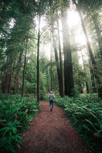 Rear view of man walking in forest