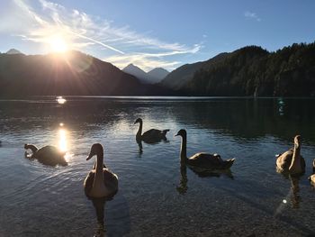 Ducks swimming in lake against sky during sunset