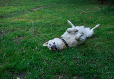 High angle view of dogs relaxing on field