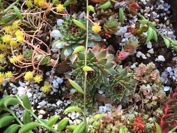 High angle view of prickly pear cactus