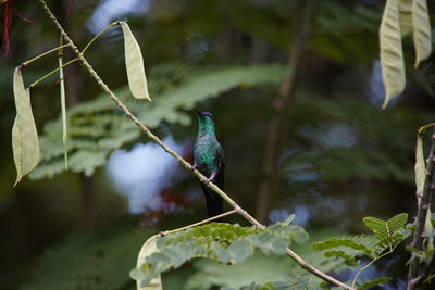 Close-up of bird perching on plant