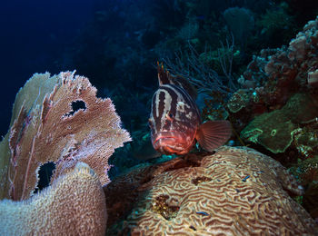 A tiger grouper hanging around the reef in roatan, honduras.