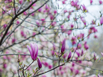 Close-up of pink flowers blooming on tree