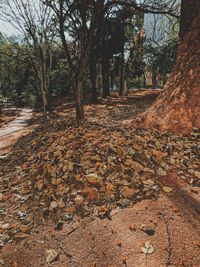 Trees growing in forest during autumn