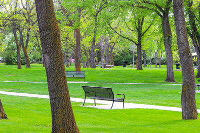 Trees in park