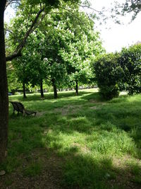 Trees on field against sky