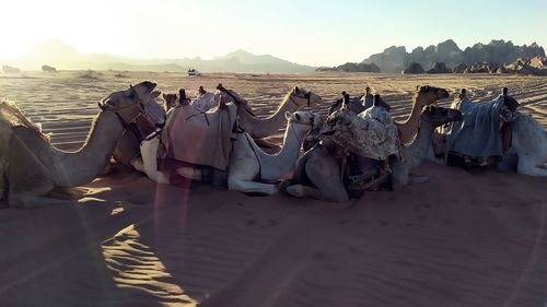 Panoramic view of people on sand dune