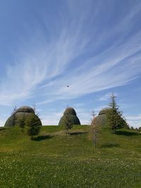 Plants growing on field against sky