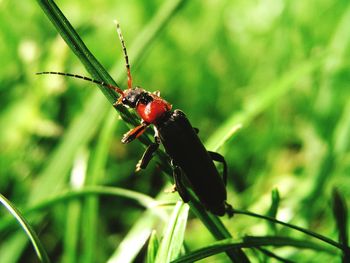 Close-up of ladybug on leaf