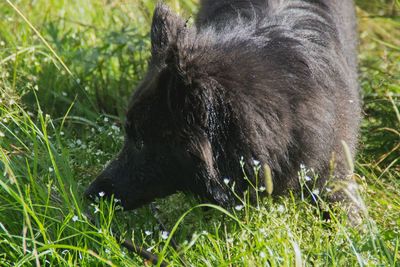 Close-up of black dog on field