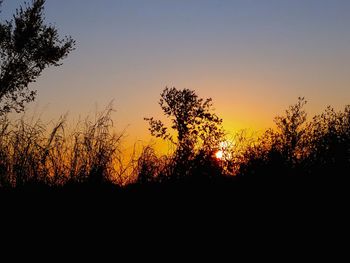 Silhouette trees against sky during sunset
