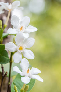 Close-up of white flowering plant