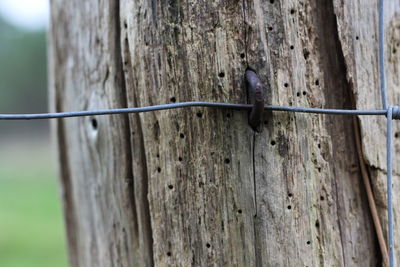 Close-up of lizard on tree