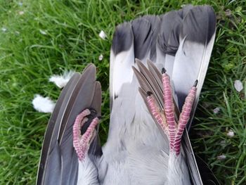 High angle view of feather on field