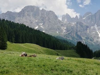 Cows on land against rocky mountains