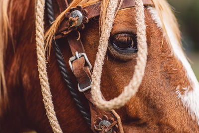 Close-up of a horse