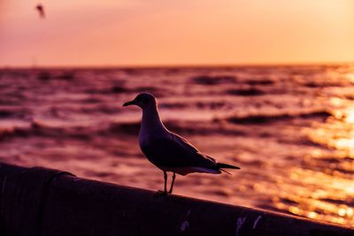 Seagull perching on a beach