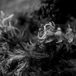 Full frame shot of water in plant