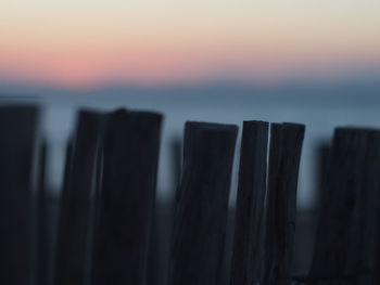 Close-up of plant at sunset