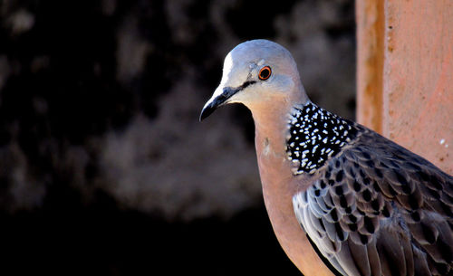 Close-up of a bird