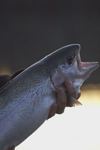 Close-up of dead fish