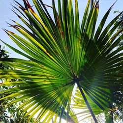 Low angle view of palm tree against sky