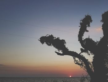 Silhouette tree by sea against sky during sunset