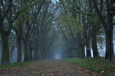 Trees in forest