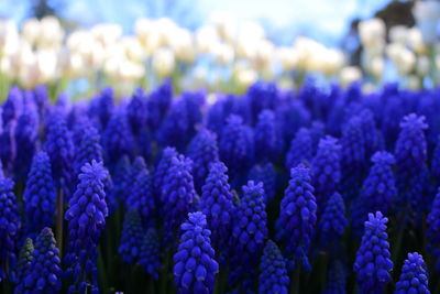 Close-up of purple flowering plants