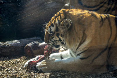 View of a tiger eating fresh meat
