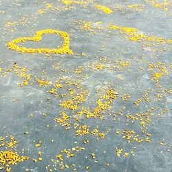 Fallen leaves on road