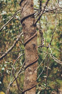 Close-up of tree trunk