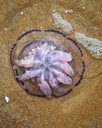 High angle view of shell on beach