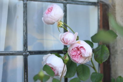 Close-up of rose bud