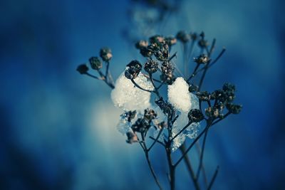 Close-up of snow on plant against blue sky