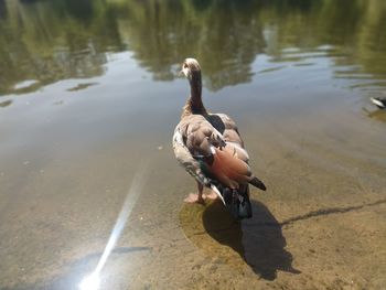 Bird on a lake