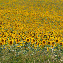 Full frame shot of yellow flowers