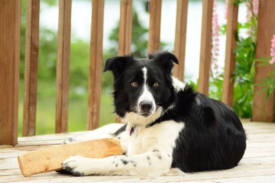 Portrait of dog