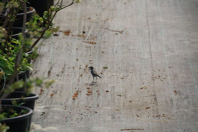 High angle view of bird perching on wood