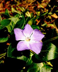 Close-up of insect on purple flower