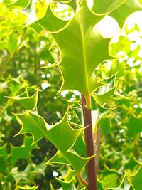 Close-up of green leaves