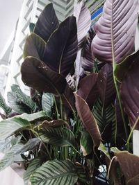 High angle view of leaves in market