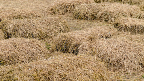 Seats and tables made from straw bales for event and party laid on lawn yard. 