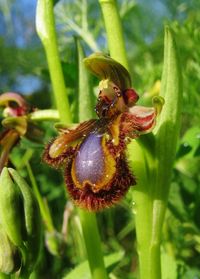 Close-up of bee on flower