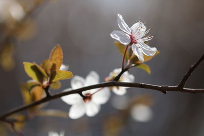 Close-up of white cherry blossoms