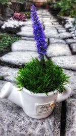 Close-up of purple potted plant